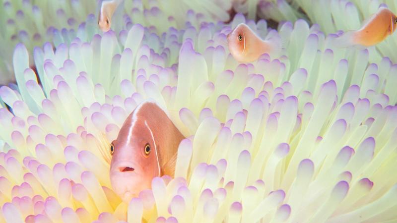 Erster Klimakipppunkt erreicht: Korallenriffe kurz vor „weitreichendem Sterben“