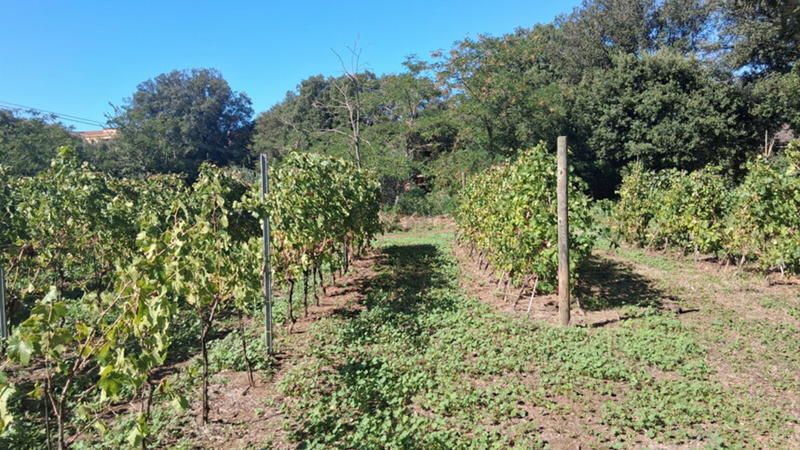 Il Frascati va alla conquista dell'America