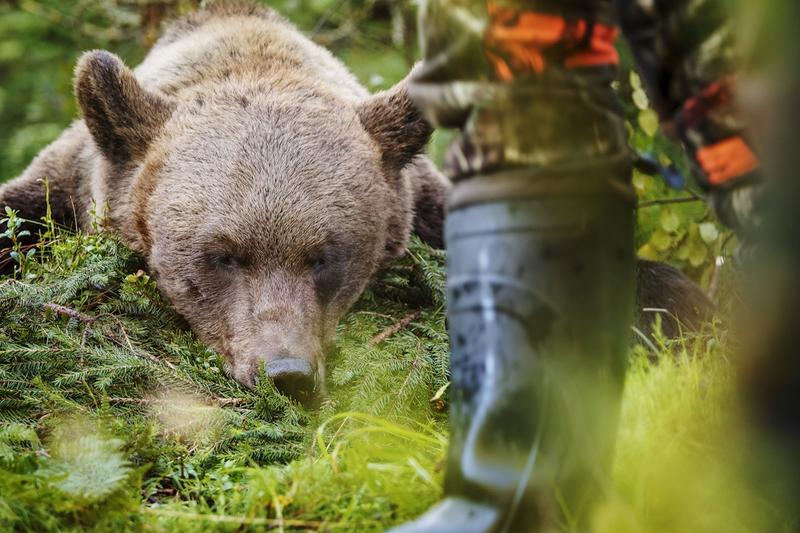 Politiikka | Lukijalta: Karhu kuuluu luontoon – ei metsästettäväksi harrastuksen vuoksi
