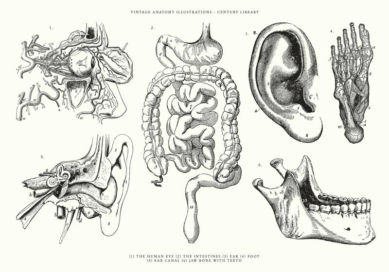 The dark history of medical illustrations and the question of consent