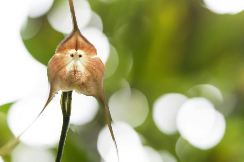 Famous monkey-face ‘Dracula’ orchids are vanishing in the wild