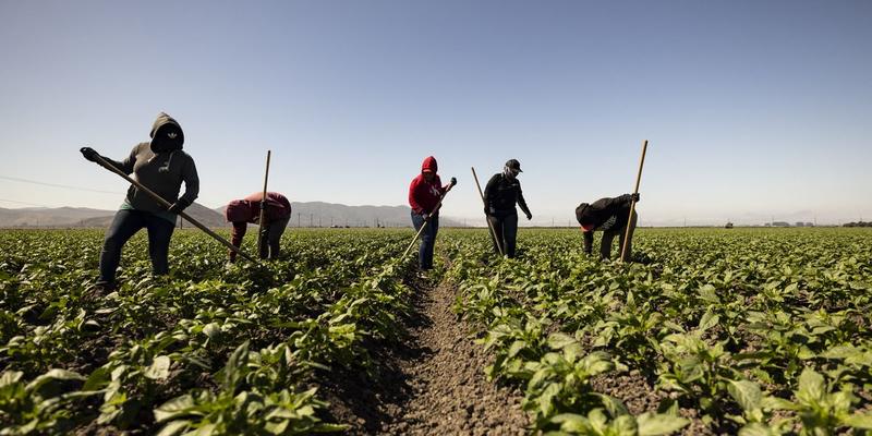 From Fields to Kitchens, the Fight Against Extreme Heat Is a Fight for Workers’ Lives