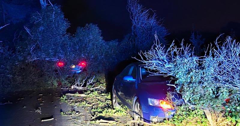 Fallen tree causes four-vehicle crash