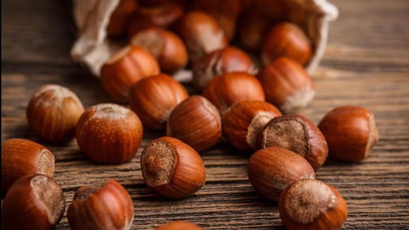 La crisi delle nocciole, un 2025 da incubo: raccolto dimezzato e prezzi alle stelle