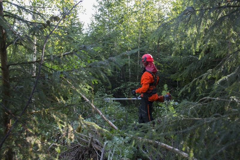 Politiikka | Lukijalta: Taimikonhoito tarvitsee tukea – se on sijoitus metsien tulevaisuuteen