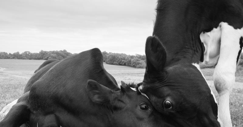 The Social and Emotional Lives of Cows From the Outside In