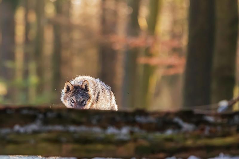 Retour du loup : sociologie d’un grand remue-m énage