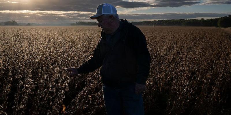 American Soybean Farmers Sold Out by Trump While Argentina Gets Bailed Out