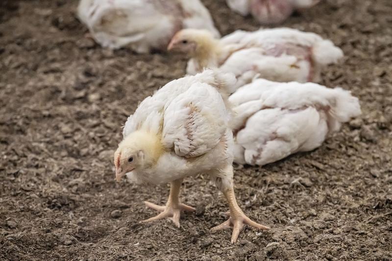 Politiikka | Lukijalta: Broilerinliha ei ole niin kotimaista kuin annetaan ymmärtää