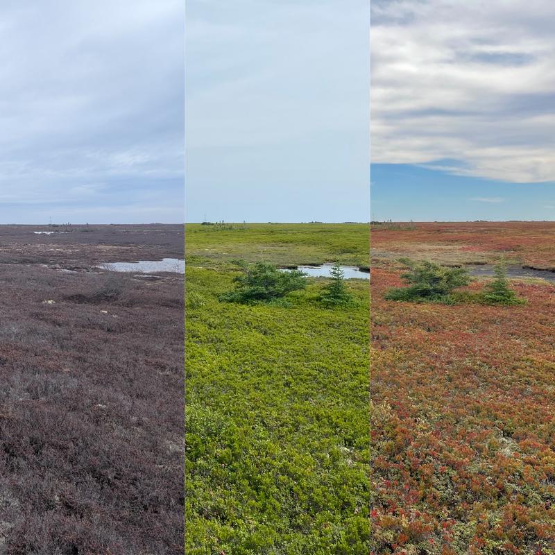 Harnessing technology and global collaboration to understand peatlands