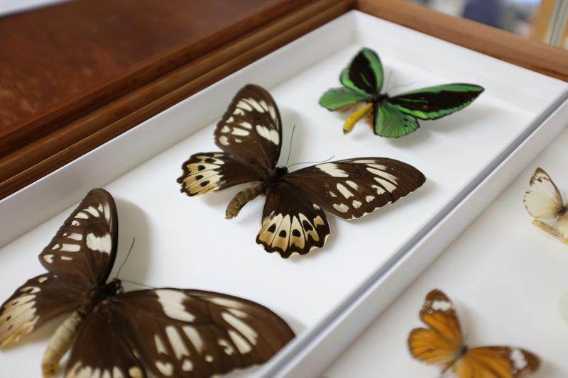 Theft, lies and butterflies: the Englishman who stole thousands of specimens from our museums