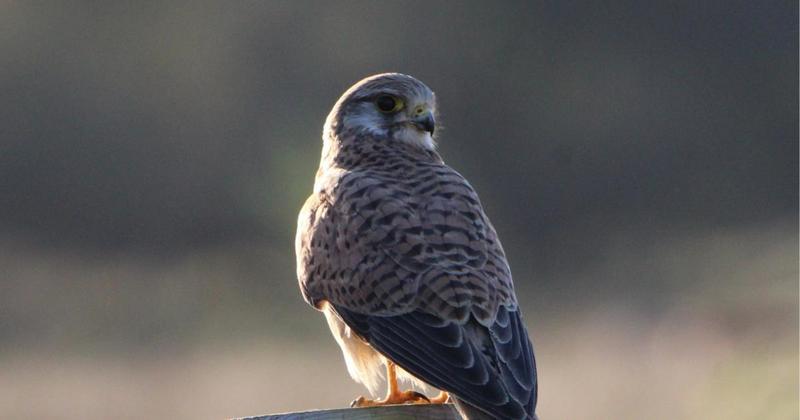 Amber-listed bird in population decline spotted at nature reserve