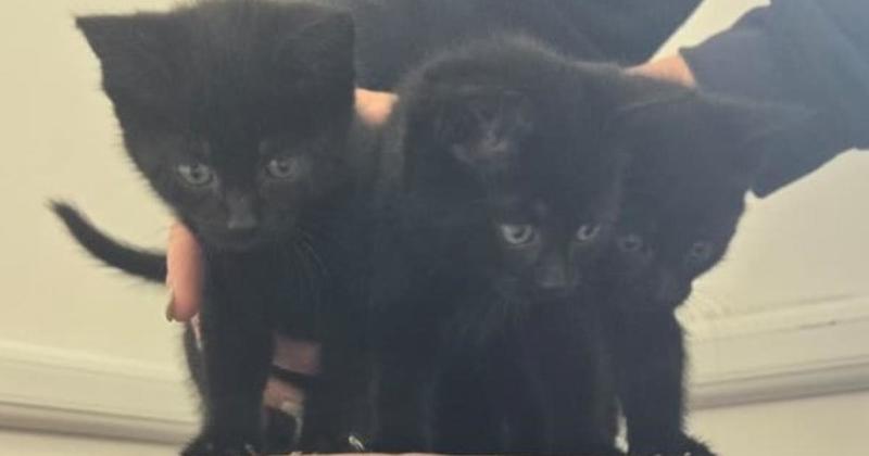 Three six-week-old kittens abandoned at allotment