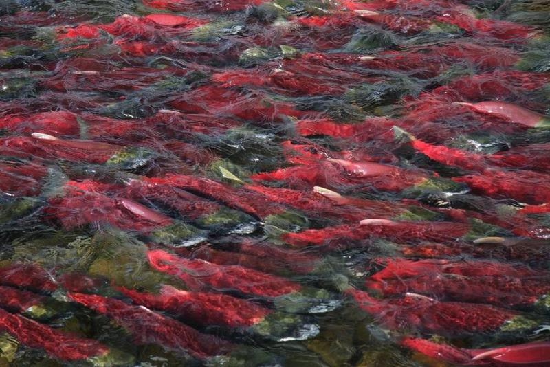 Comment: Cowichan fishing rights came from intermarriage
