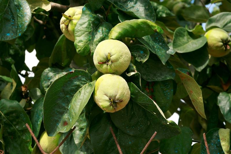 Root cause /					 													 						The consolation of the quince Root cause /					 													 						The consolation of the quince