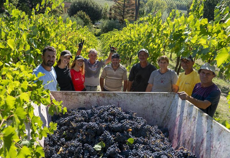 Dalla Danimarca a Imola, 2 ragazze arrivano per fare la vendemmia: “Esperienza unica”