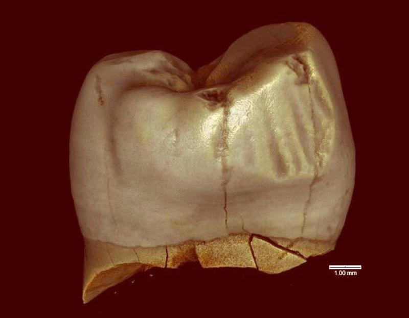 Les « marques de cure-dents  » sur les fossiles préhistoriques n’en étaient peut-être pas