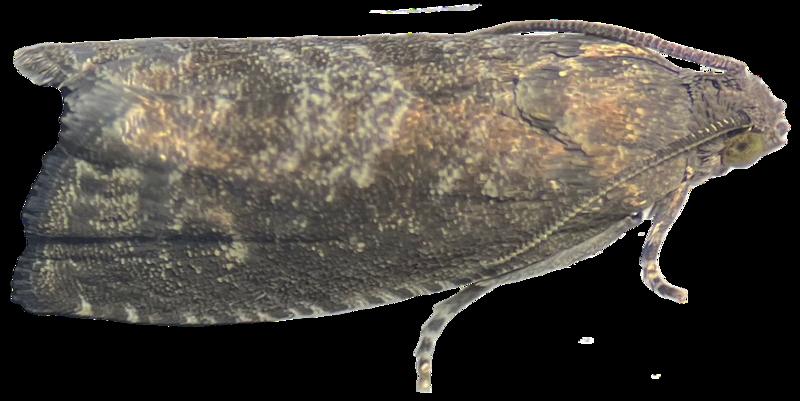 We created an ‘unsexy’ moth that could be the key to greener pest control