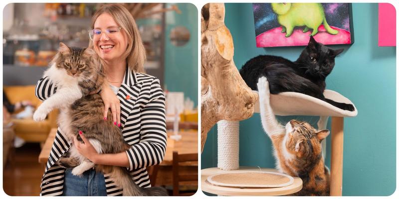Il Crazy Cat Cafè compie 10 anni: “Milano è gattofila e open mind. Quattro Ristoranti? Lo rifarei (ma che tensione)”