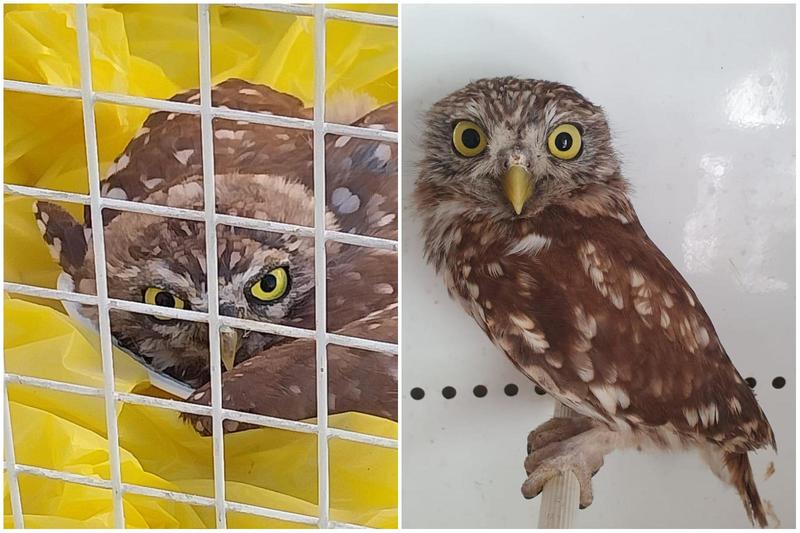 Civetta ferita salvata dalla polizia locale: presto potrà tornare nel suo habitat naturale