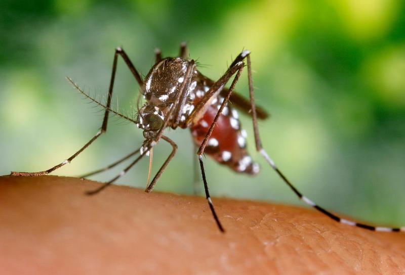 Livorno, caso di West Nile: scatta la disinfestazione urgente