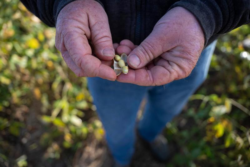Trump’s Trade War Upends Soybean Market With No Aid In Sight