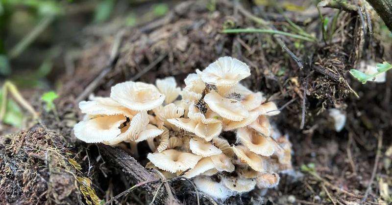 From Decay to Renewal