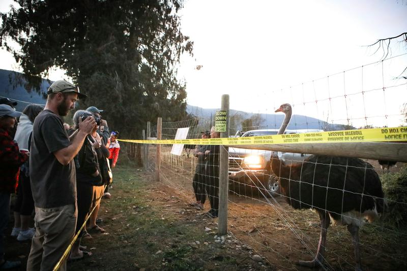 How anti-vaccine sentiment helped raise funds and saved the lives of some B.C. ostriches How anti-vaccine sentiment helped raise funds and saved the lives of some B.C. ostriches