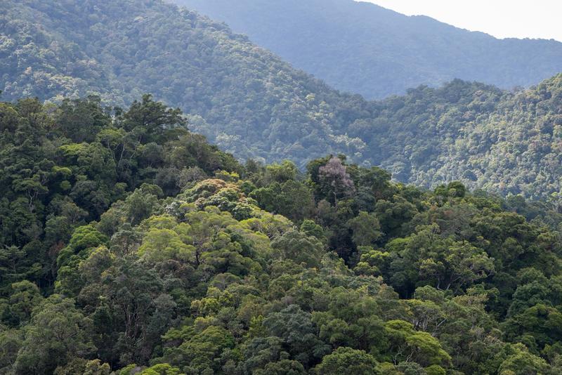 A crucial store of carbon in Australia’s tropical forests has switched from carbon sink to carbon source