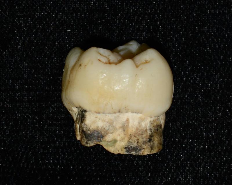 Human ancestors were exposed to lead millions of years ago, and it shaped our evolution Human ancestors were exposed to lead millions of years ago, and it shaped our evolution