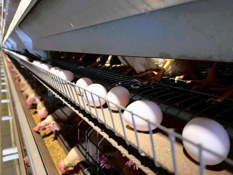 VOX POPULI: Mourning the loss of eggs as the ‘star student’ of budget food