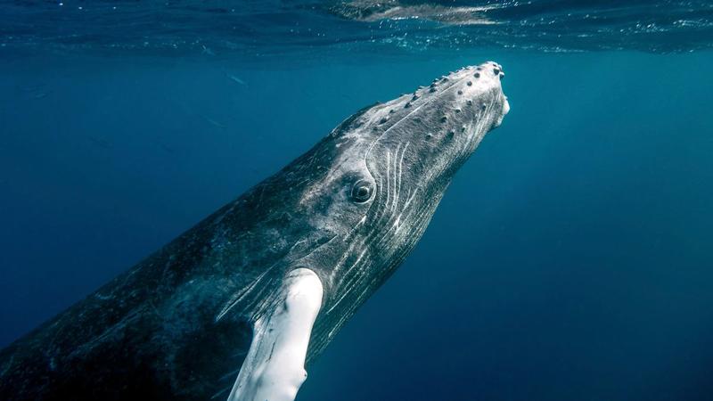 Listening to whales
