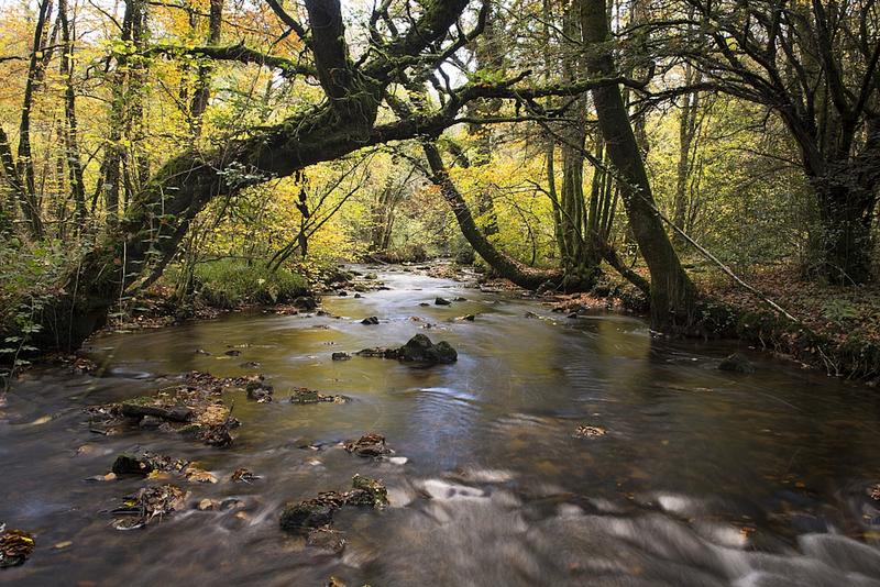 La rivière qui cache la forêt ? L’importance de protéger les ripisylves, précieuses face aux changements globaux