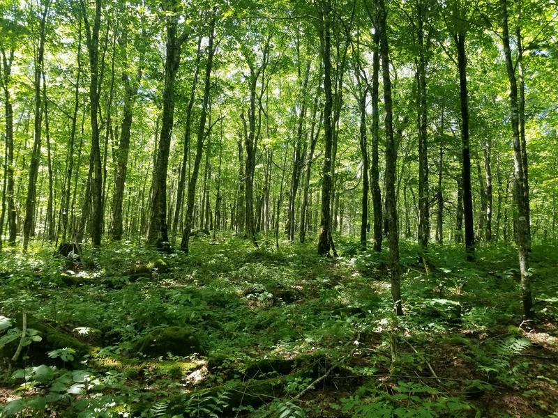 The northern migration of the temperate forest isn’t proceeding as expected