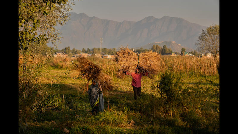 Securing a happy Diwali for farmers amid climate crisis Securing a happy Diwali for farmers amid climate crisis
