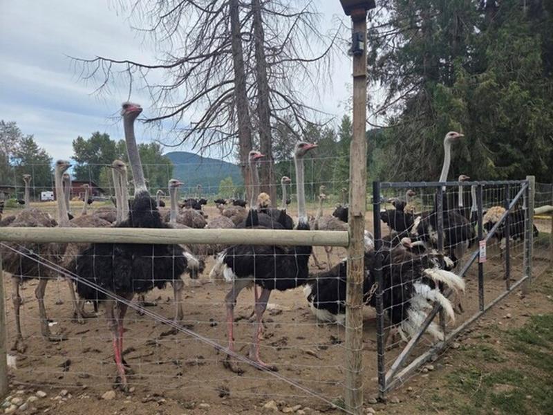Opinion: How anti-vaccine sentiment helped raise funds and saved the lives of some B.C. ostriches