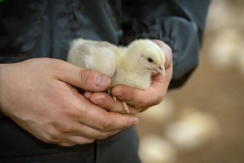 Maatalous | Lukijalta: Suomalaista broileria tuotetaan suomalaisilla perhetiloilla