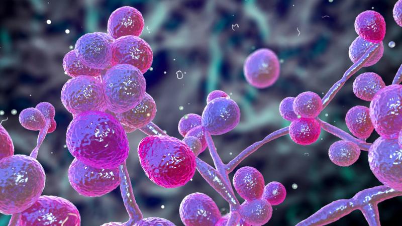 The fungi living in the body play an important role in health – here’s what you should know about the ‘mycobiome’ The fungi living in the body play an important role in health – here’s what you should know about the ‘mycobiome’