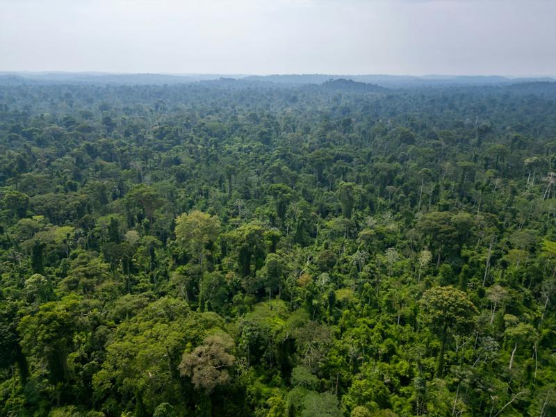 Protecting Brazil and Indonesia’s tropical forests requires political will, law enforcement and public pressure