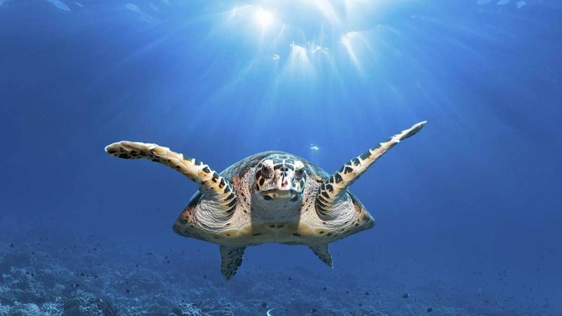 Weltnaturschutzkongress: Geordnetes Chaos für Biodiversität