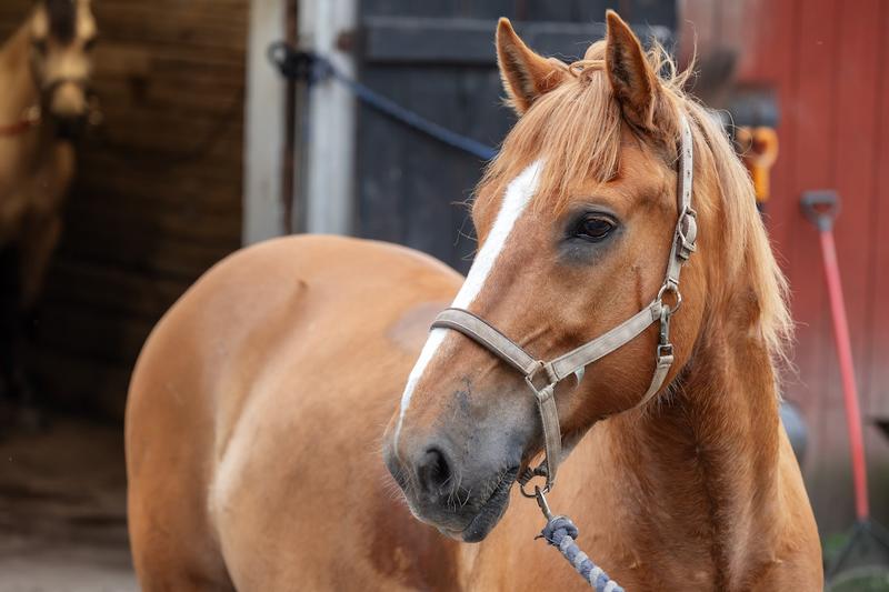 Eläimet ja kasvit | Tuntematon nainen soitti ja esitti kysymyksen, johon olisin halunnut vastata heti ”kyllä”