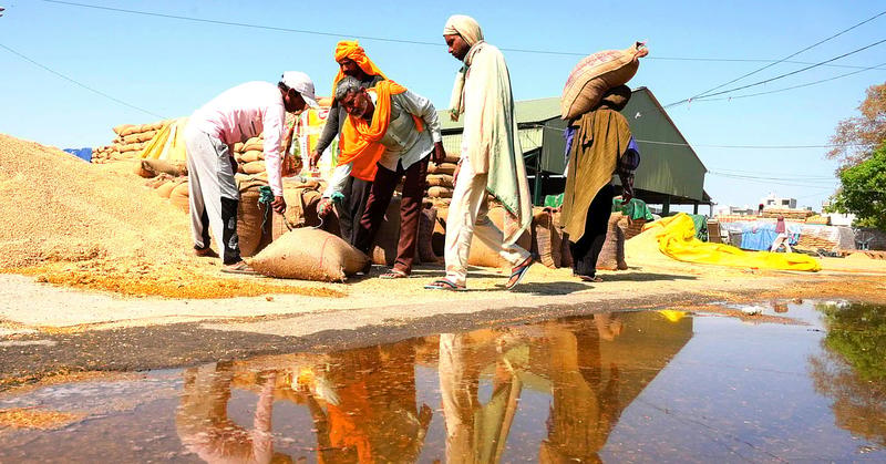 Bitter harvest for India’s paddy farmers