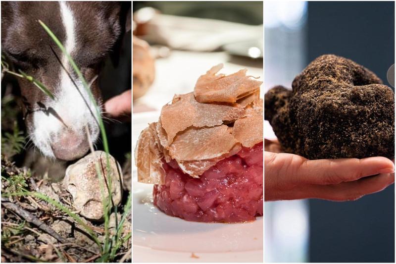 Tartufo a Bologna: dove andare per sagre in provincia