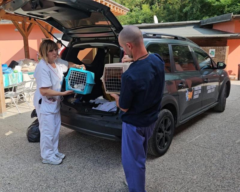 Gatti segregati nella sporcizia