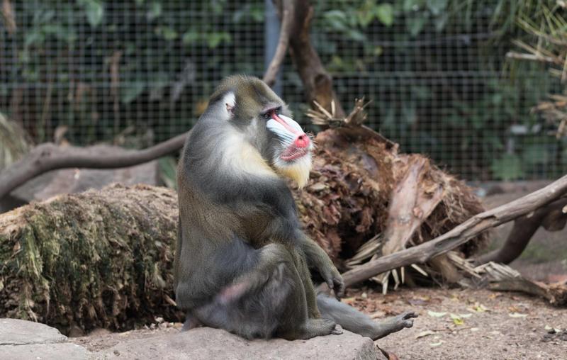 Por que pênis dos animais são tão variados? Livro tenta explicar