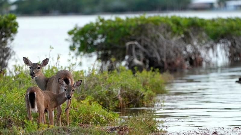 Florida Wildlife Officials Discover Second Case of ‘Zombie Deer Disease’