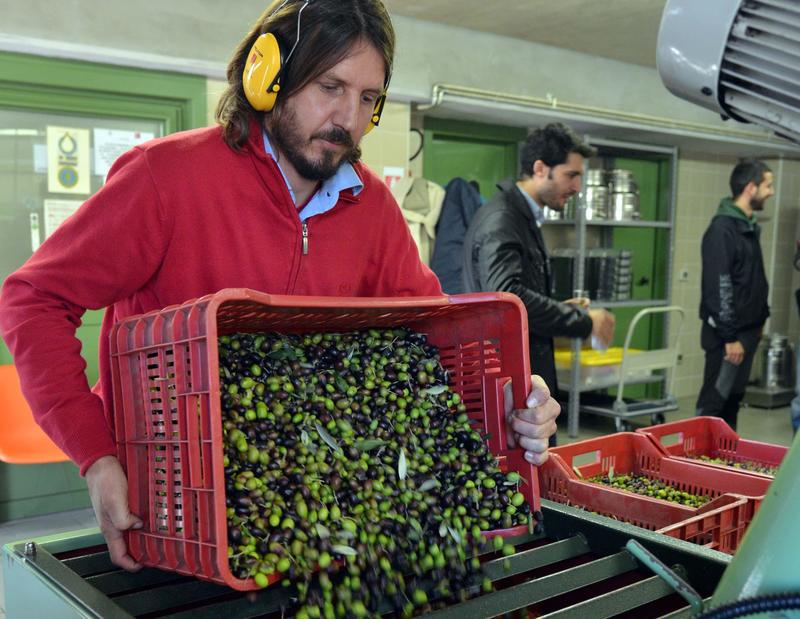 Insetti da incubo, dimezzata la produzione di olio extravergine dei laghi: tutta colpa della mosca delle olive