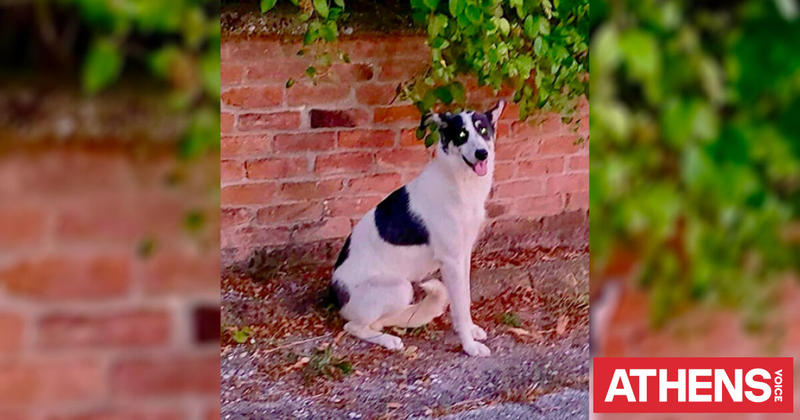 Σιωπηλές ιστορίες ζώων — όταν η εξορία σημαίνει θάνατο Σιωπηλές ιστορίες ζώων — όταν η εξορία σημαίνει θάνατο