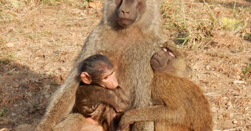 Baboons: Long-Term Research Reveals Who They Really Are