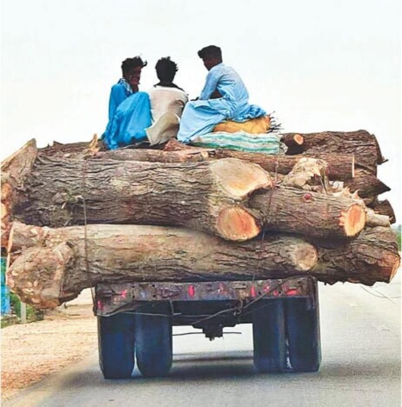 ENVIRONMENT: A SILENT MASSACRE IN JAND